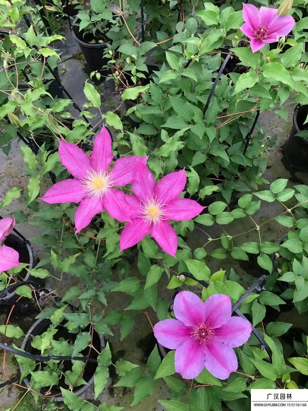 鐵線蓮