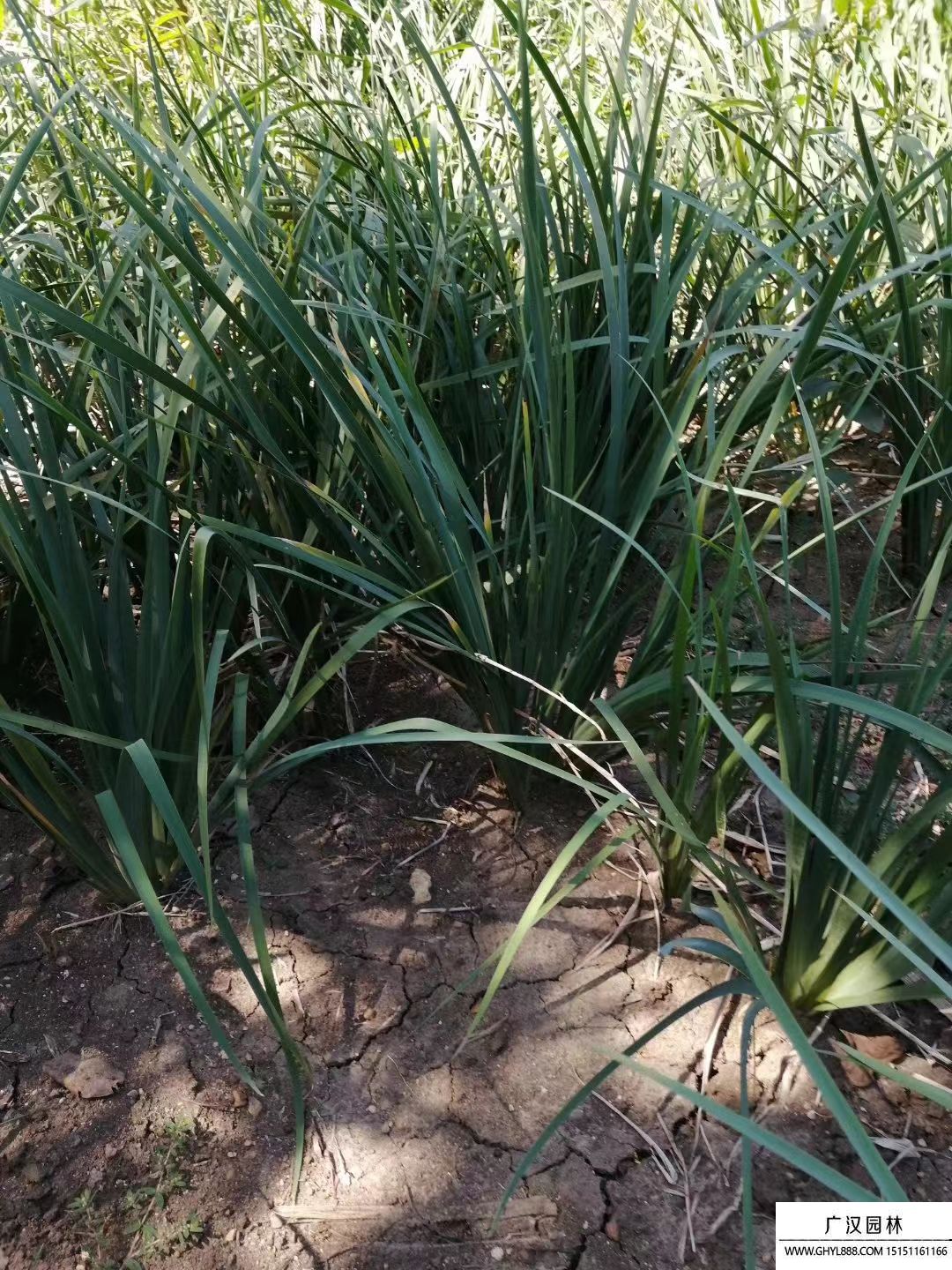 馬蘭花