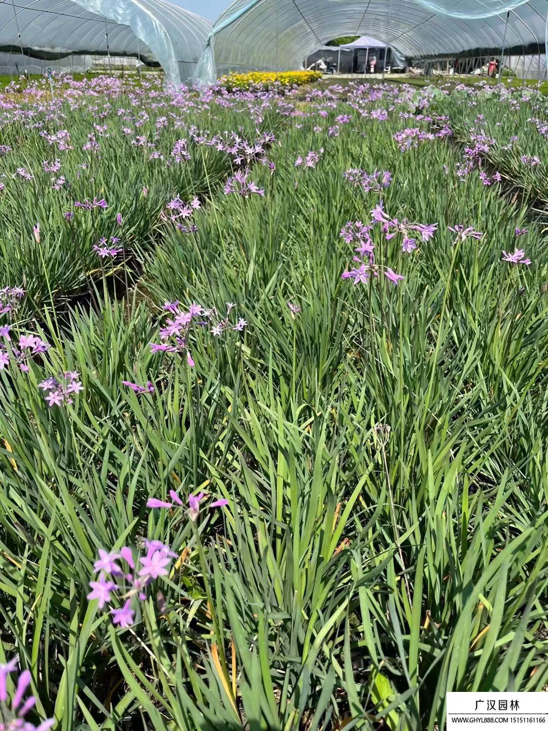 紫嬌花