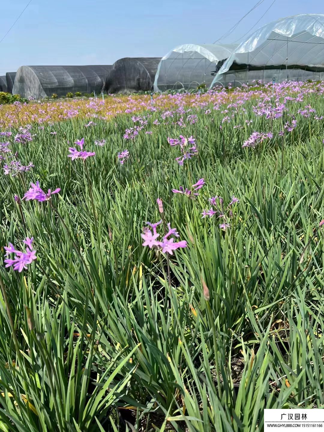 紫嬌花