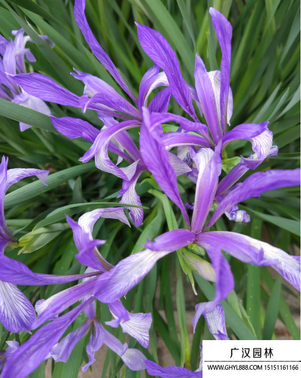 百花馬藺