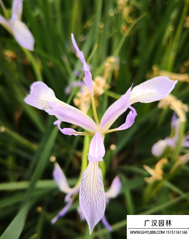 百花馬藺