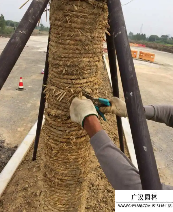 草繩繞樹干