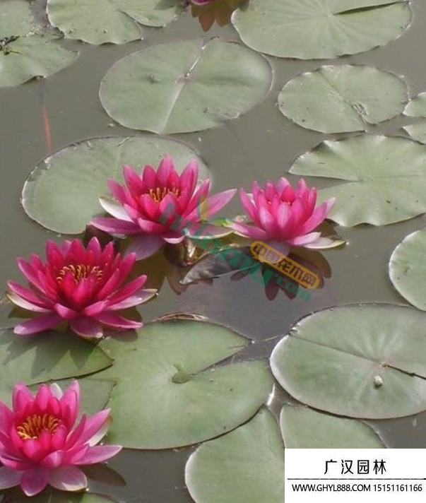 睡蓮種子