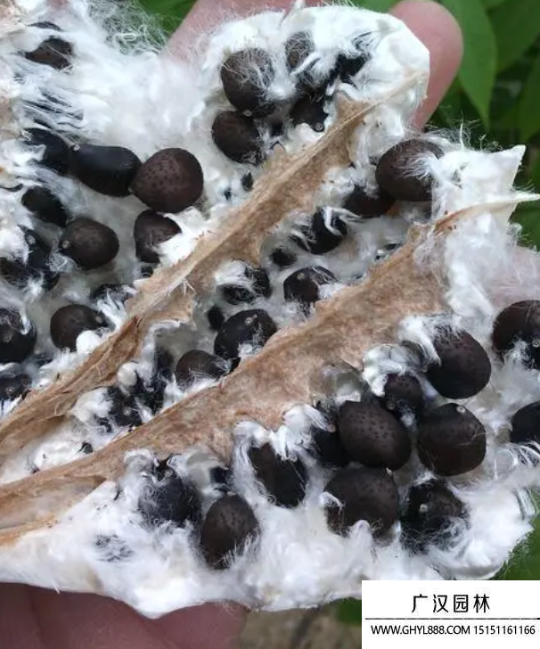 木棉樹