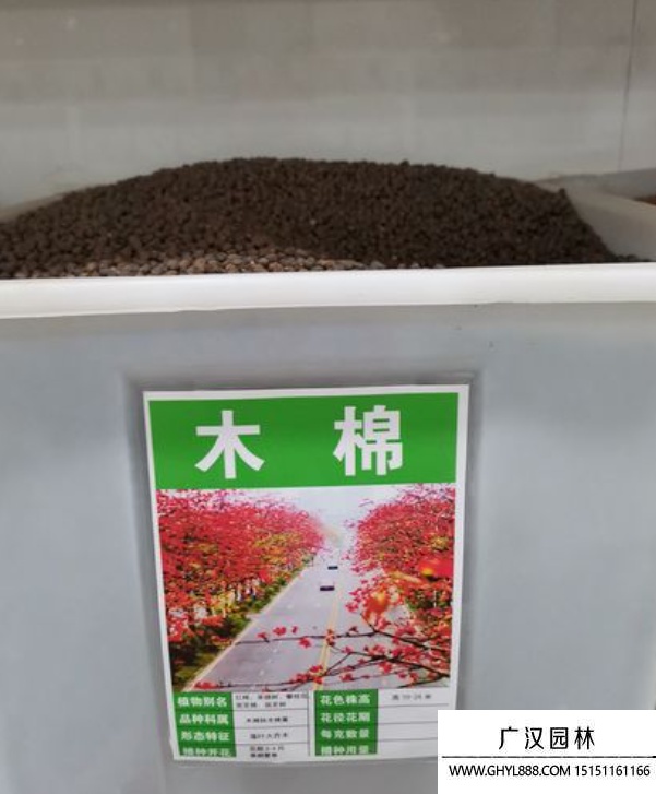 木棉樹