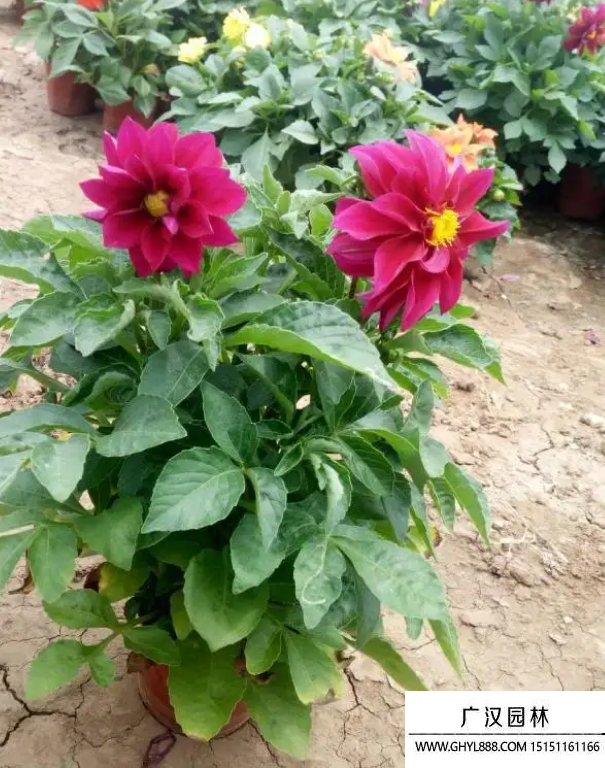 小麗花