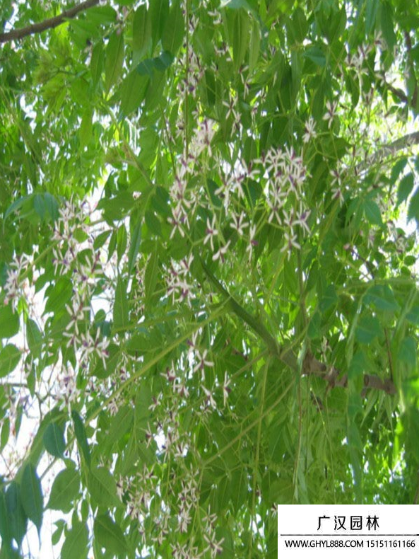 練樹