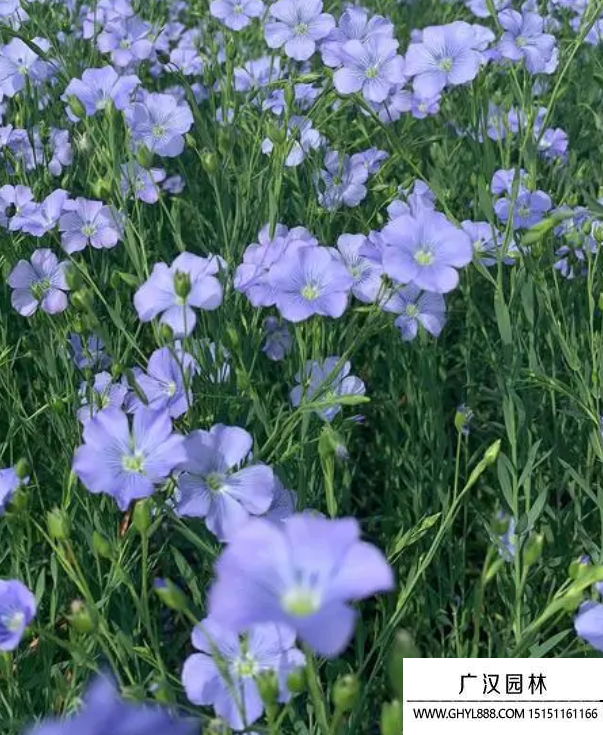亞麻花