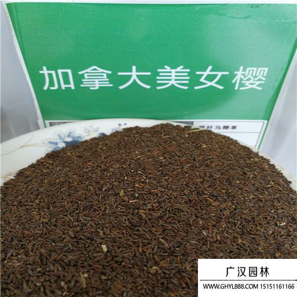 美女櫻種子