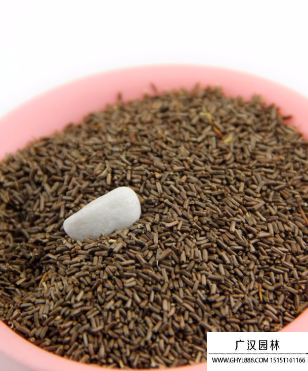麥稈菊種子