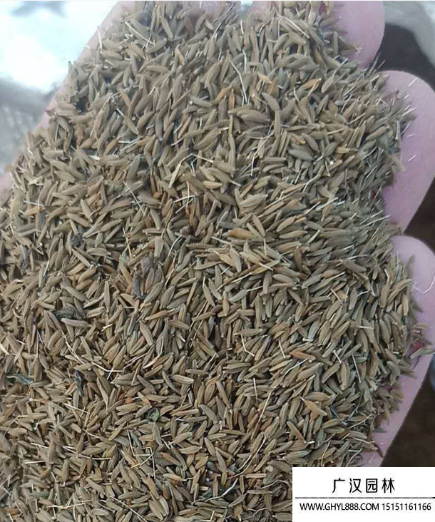 蒲公英種子