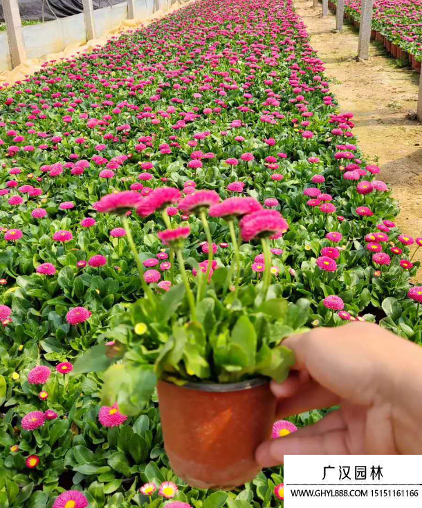 小雛菊