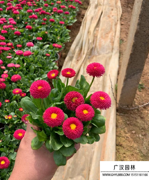 小雛菊