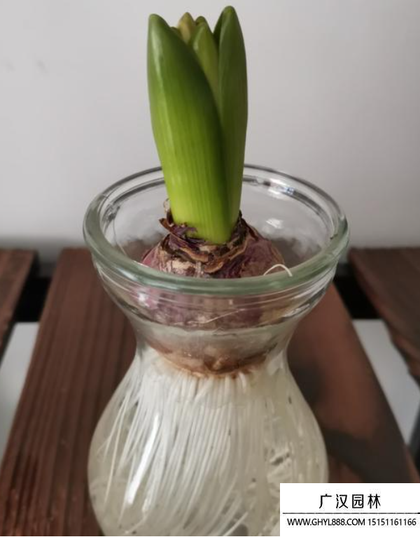 風信子種球