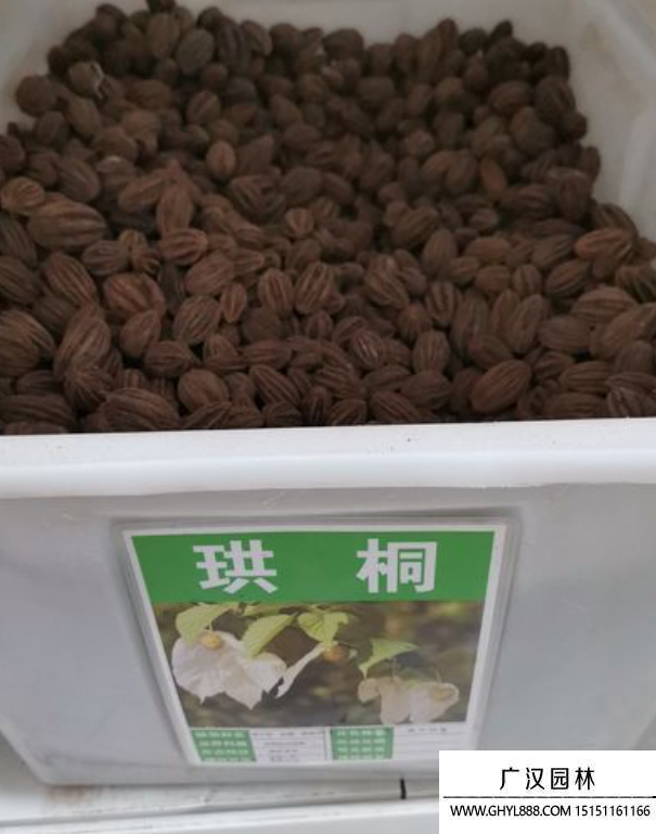 珙桐種子