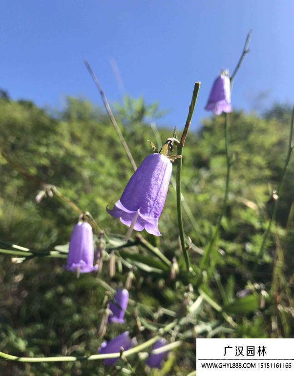 叢生風鈴草