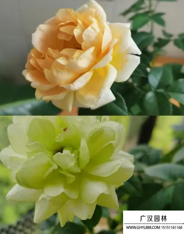 變色玫瑰