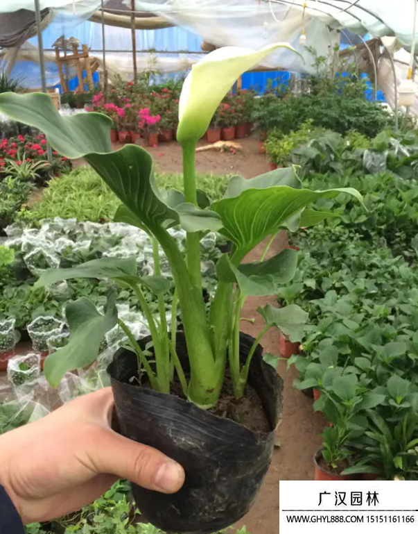 草花品種