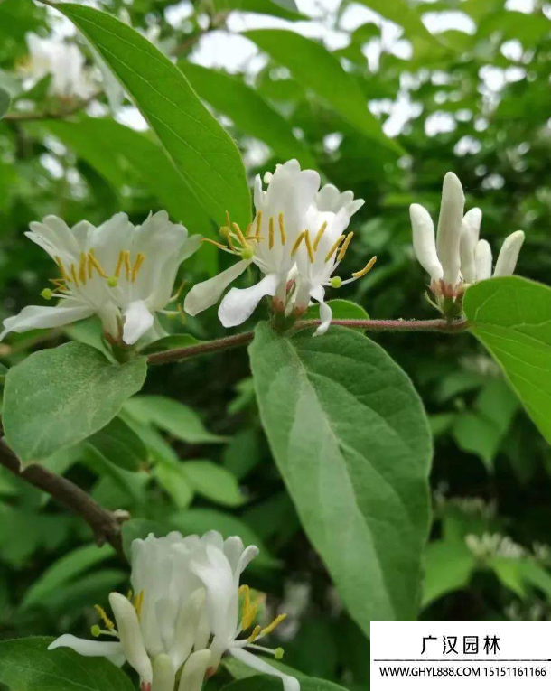 草花品種