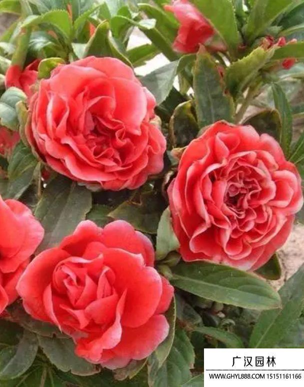 茶花鳳仙