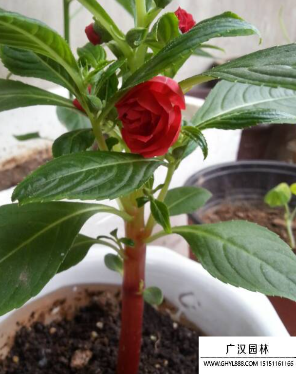 茶花鳳仙