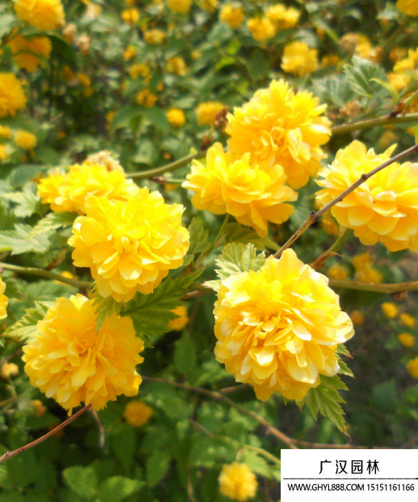 棠棣花