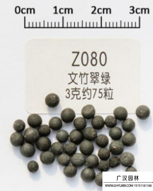 文竹種子