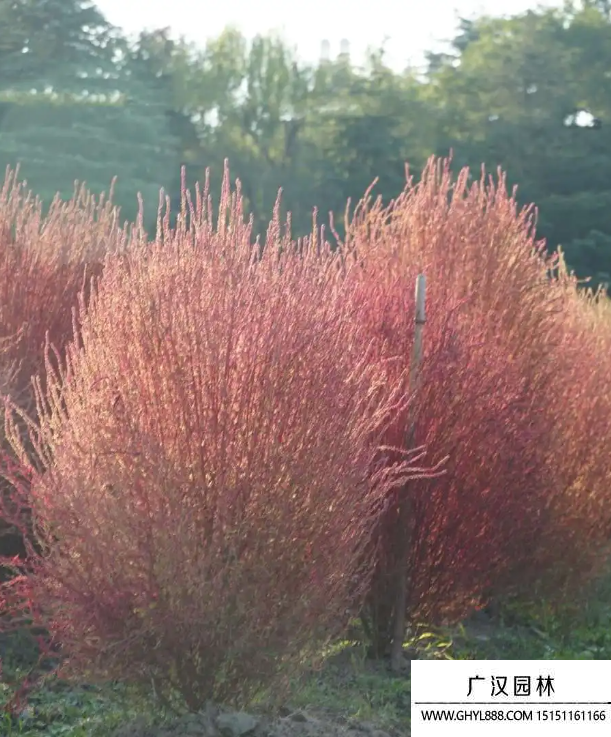 紅地膚