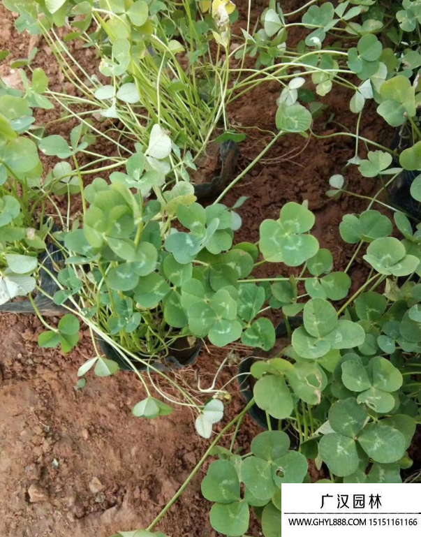 三葉草