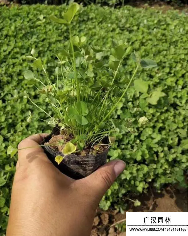 三葉草