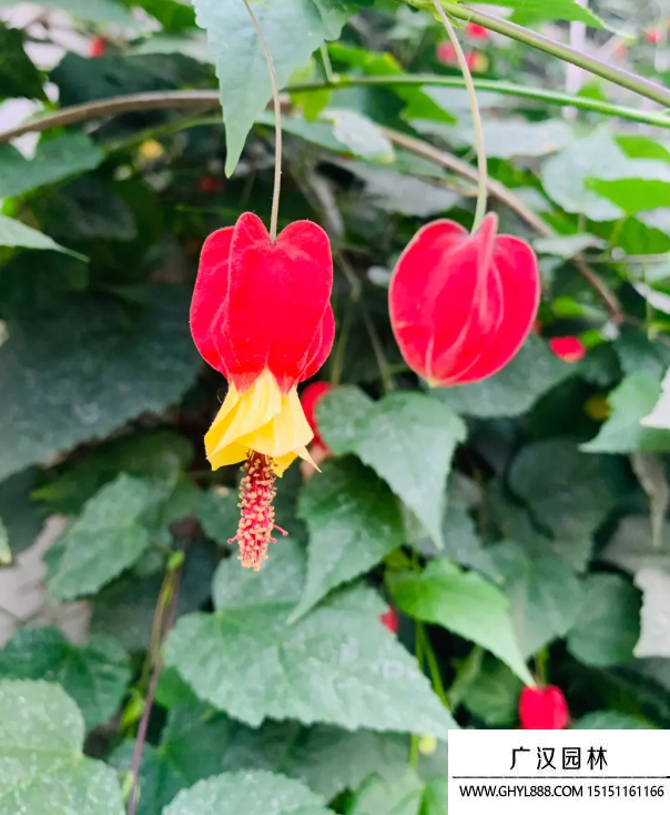 燈籠花