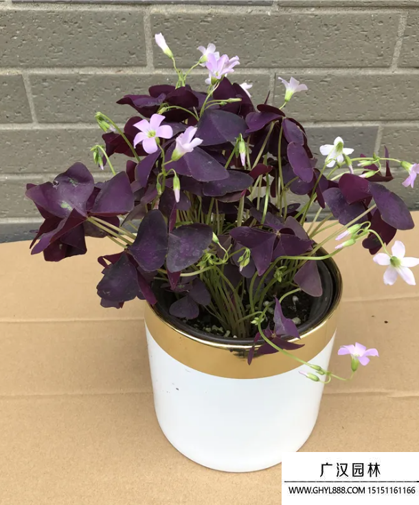 紫花幸運草