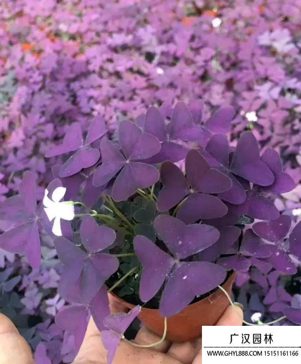 紫花幸運草
