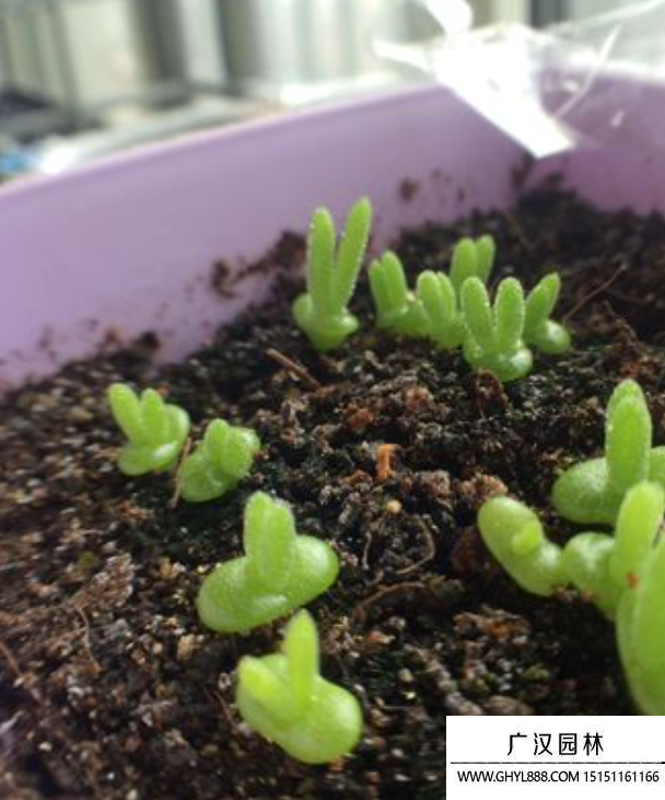 多肉植物花種子