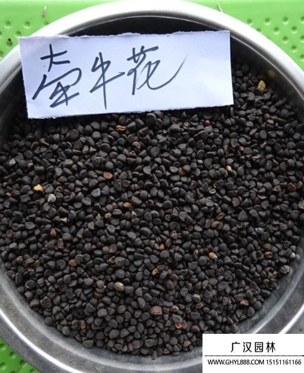 牽?；ǚN子
