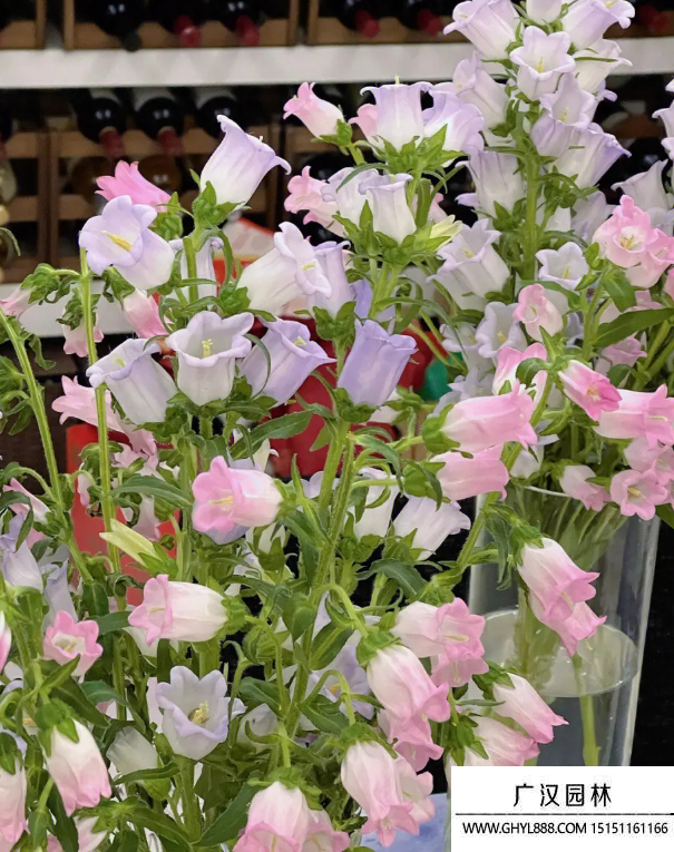 風鈴花
