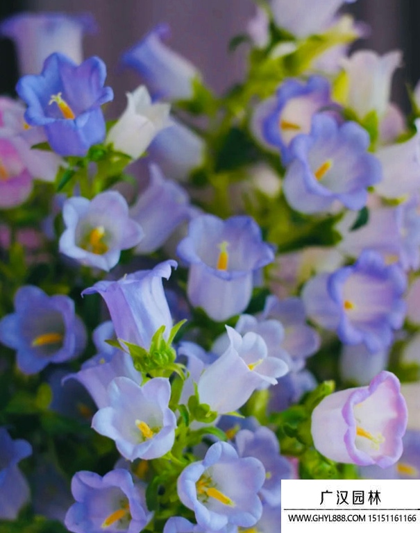 風鈴花