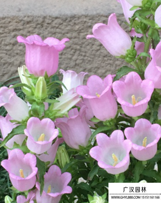 風鈴花