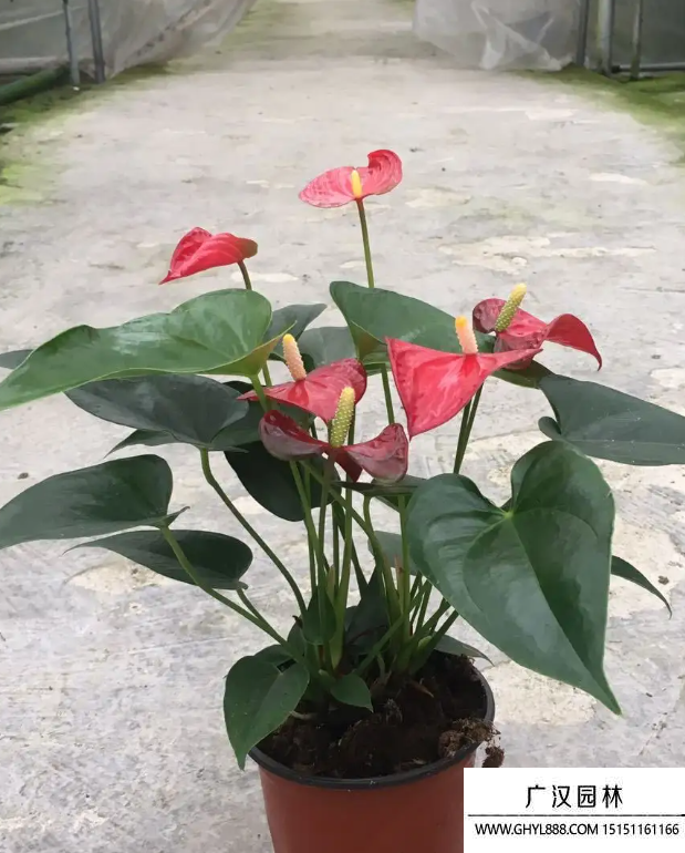 紅掌