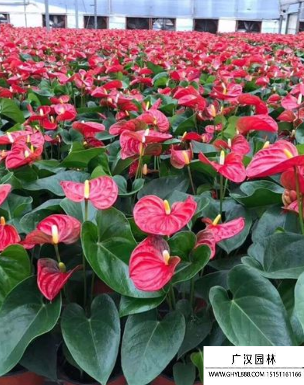 紅掌