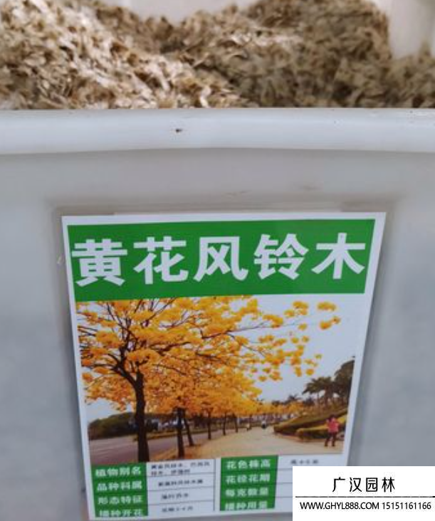黃花風鈴木種子