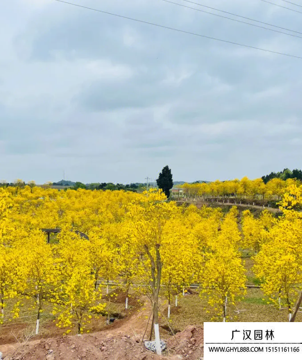 黃花風鈴木