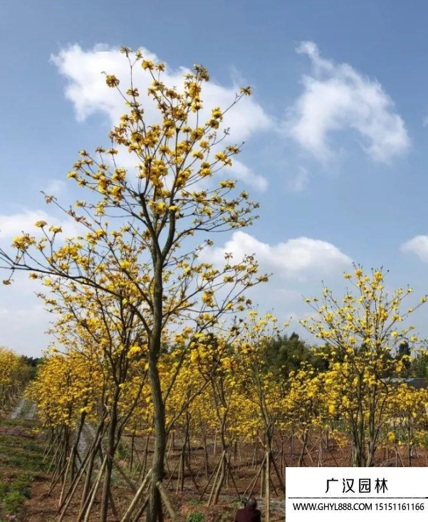 黃花風鈴木