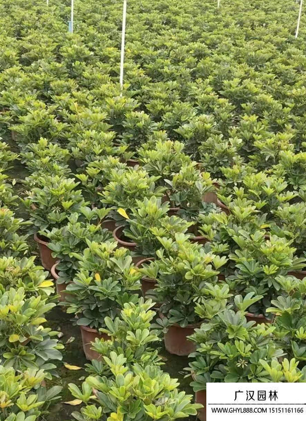 鴨腳木