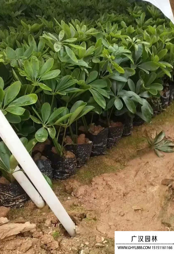 鴨腳木