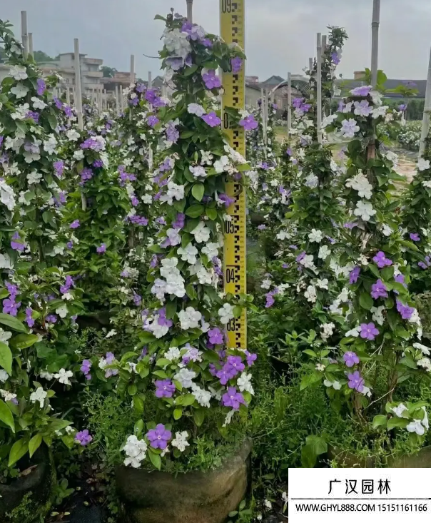 雙色茉莉