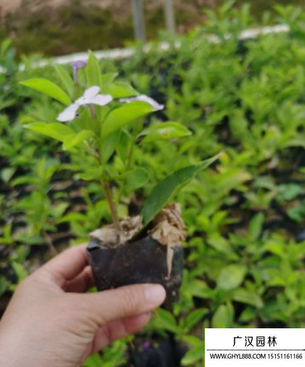 雙色茉莉