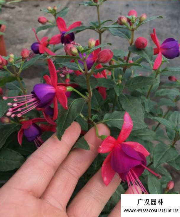 吊鐘花