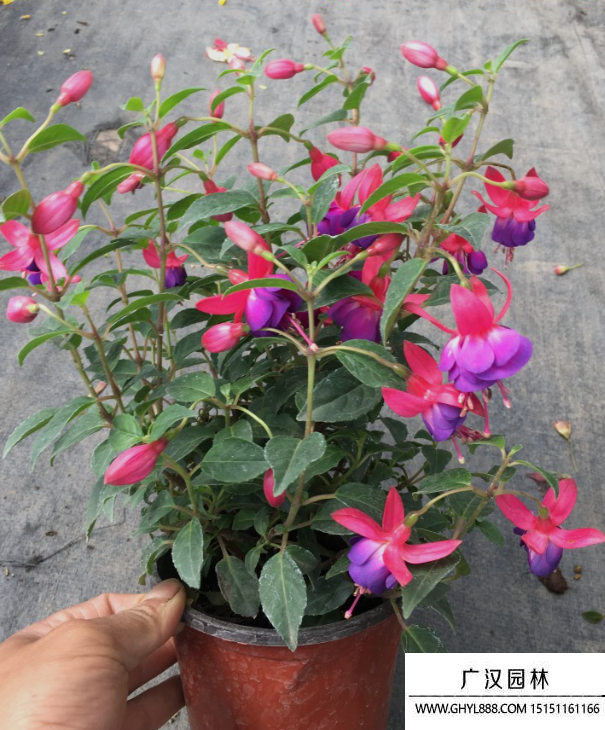 吊鐘花